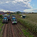 Harvesting the maize