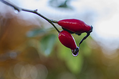 2025 365-306 2025 365-306