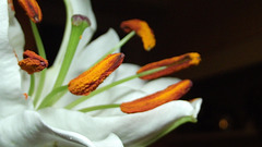 The lily stamens