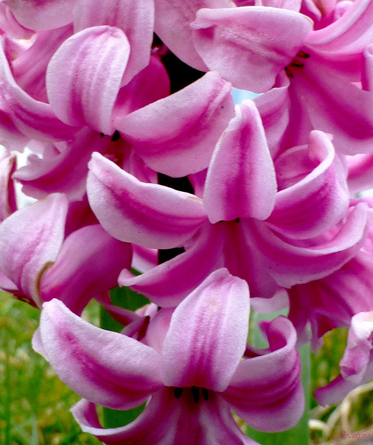 Mars fleurit bien au jardin