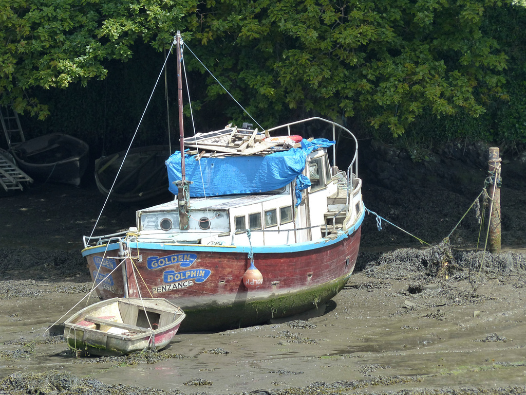 Scenes from the Penryn River (3) - 8 June 2016