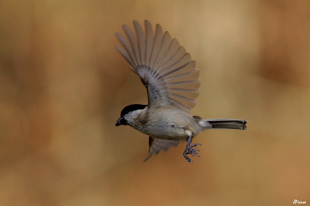 Mésange nonnette