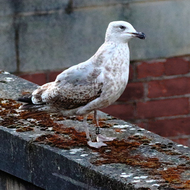 EOS 90D Unknown 18 25 17 14191 RingedGull dpp