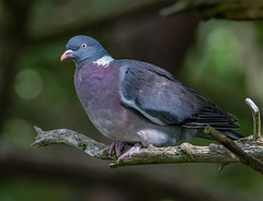 Wood pigeon