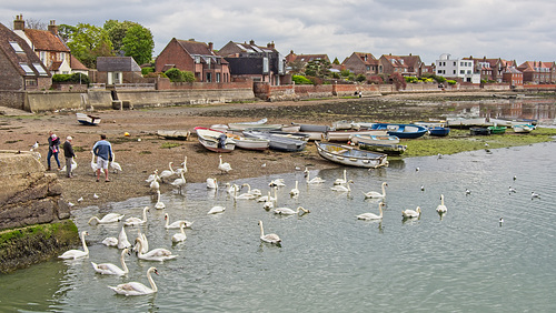 Swans Gathering in Emsworth Harbour