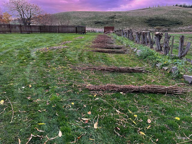 The annual culling of the Willows