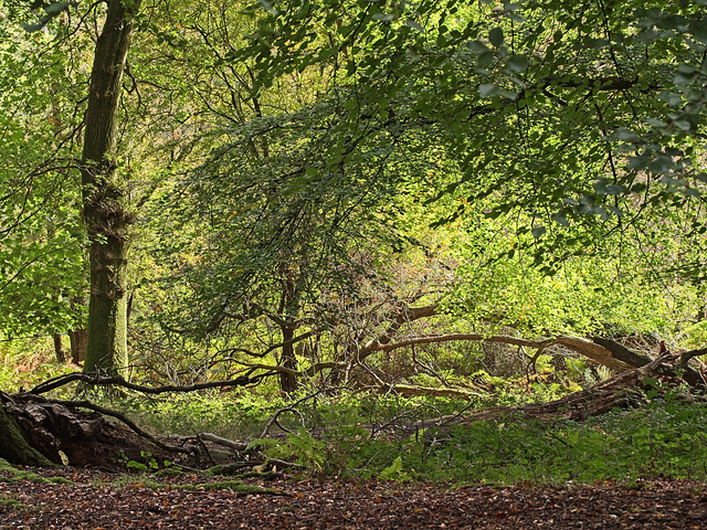 Stansted Forest