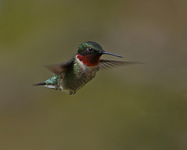 colibri à gorge rubis / ruby-throated hummingbird