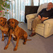 EOS 6D Peter Harriman 12 53 18 03192 dogsXmas2023 dpp