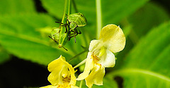 20230714 1873CPw [D~LIP] Kleinblütiges Springkraut (Impatiens parviflora), Grüne Stinkwanze [Nymphe], Bad Salzuflen