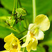 20230714 1873CPw [D~LIP] Kleinblütiges Springkraut (Impatiens parviflora), Grüne Stinkwanze [Nymphe], Bad Salzuflen