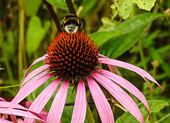 20230723 3130CPw [D~LIP] Purpur-Sonnenhut (Echinacea purpurea), Dunkle Erdhummel, UWZ, BS