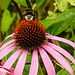 20230723 3130CPw [D~LIP] Purpur-Sonnenhut (Echinacea purpurea), Dunkle Erdhummel, UWZ, BS