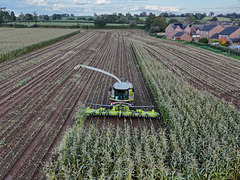 Harvesting the maize