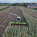 Harvesting the maize