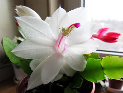 Schlumbergera