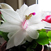 Schlumbergera