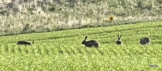 The hares at early morning breakfast amongst the young barley