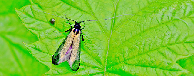 Moth with very long antenae!