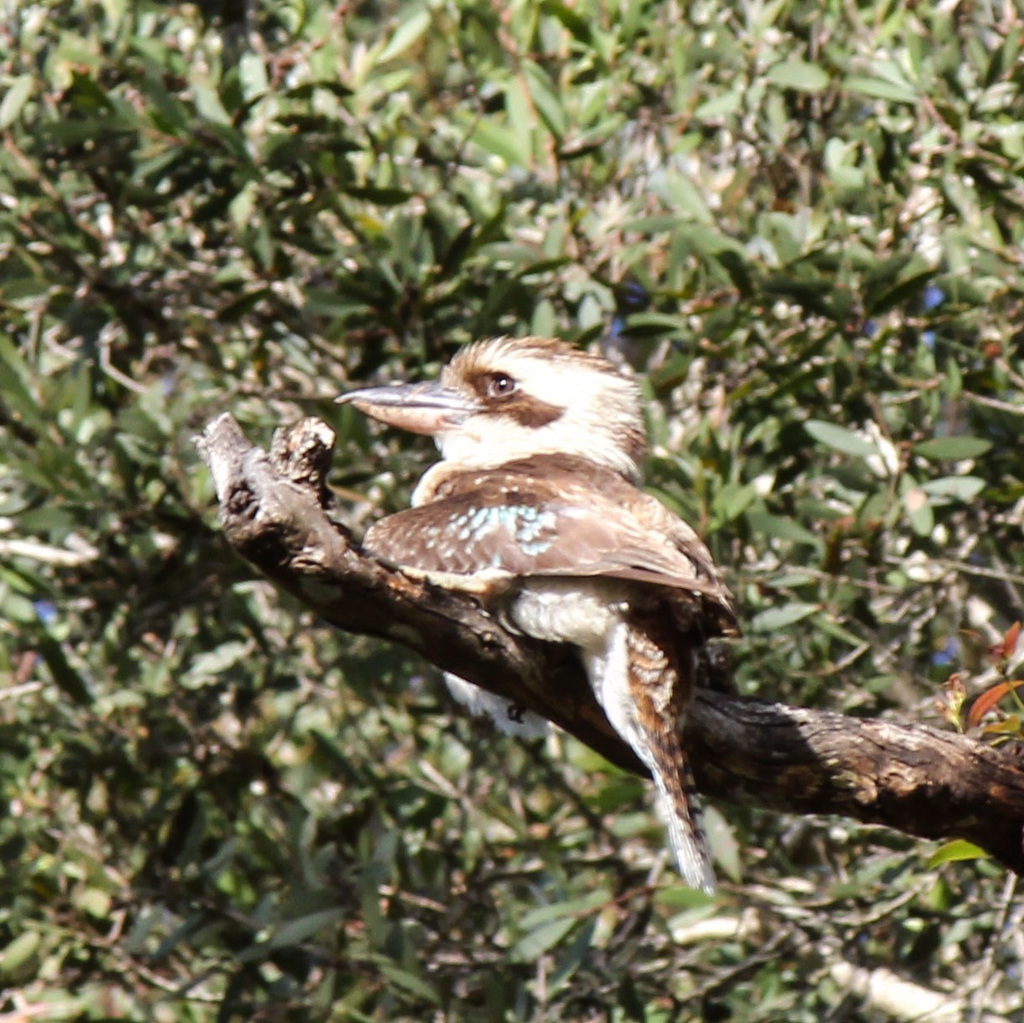 261/365 Kookaburra