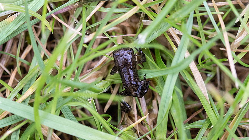 20160701 1961VRMw [D~RI] Erdkrötenbaby (Bufo bufo), Rinteln