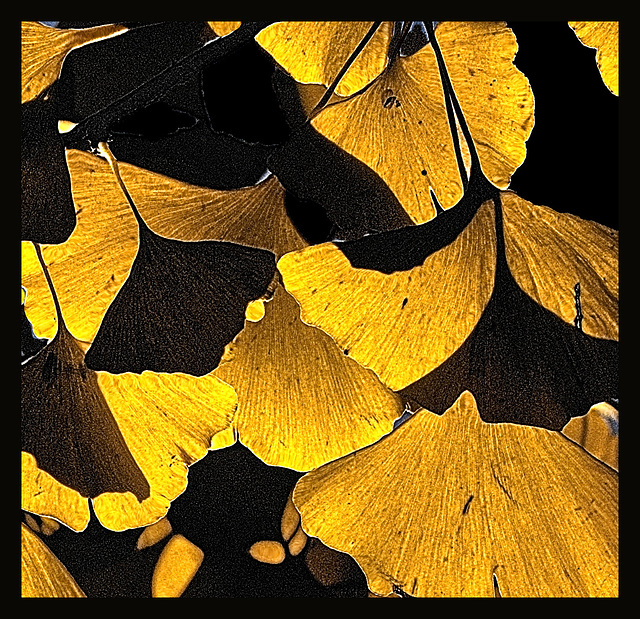 Gingko