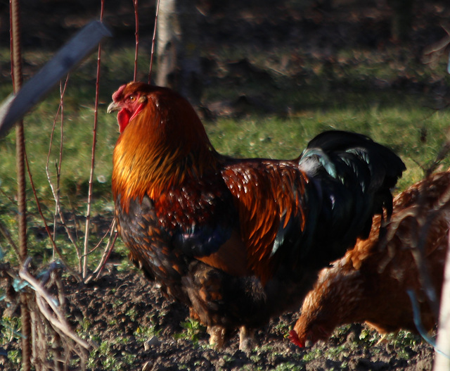 le coq du voisin