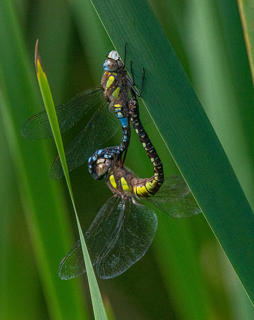 Migrant hawkers mating