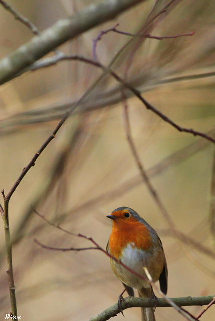 Rouge Gorge