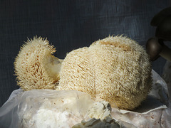 Edible Lion's Mane mushrooms / Hericium erinaceus, Akesi Farms