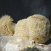 Edible Lion's Mane mushrooms / Hericium erinaceus, Akesi Farms