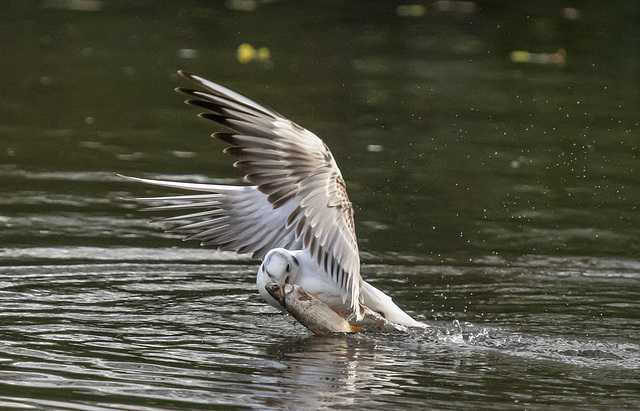 Fishing gull