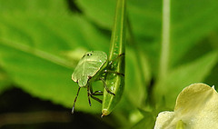 20230714 1889CPw [D~LIP] Kleinblütiges Springkraut (Impatiens parviflora), Grüne Stinkwanze [Nymphe], Bad Salzuflen