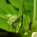 20230714 1889CPw [D~LIP] Kleinblütiges Springkraut (Impatiens parviflora), Grüne Stinkwanze [Nymphe], Bad Salzuflen