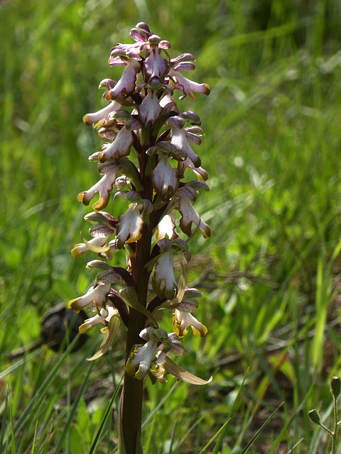 Barlia Robertiana