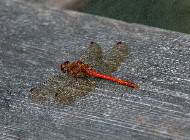 Ruddy darter