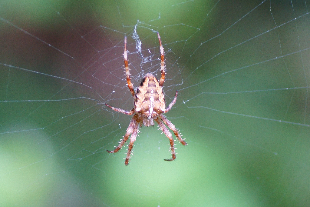 ...und noch einmal Araneus diadematus auf der Lauer