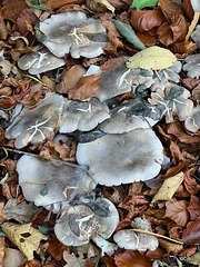 Clitocybe Nebularis