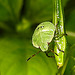 20230714 1891CPw [D~LIP] Kleinblütiges Springkraut (Impatiens parviflora), Grüne Stinkwanze [Nymphe], Bad Salzuflen