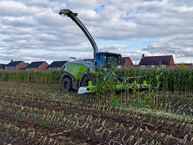 Harvesting the maize