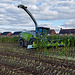 Harvesting the maize