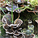 Fungi
