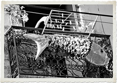 la sardine épinglée