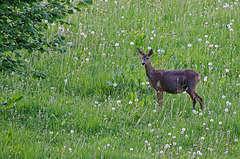 chevrette en bordure de forêt