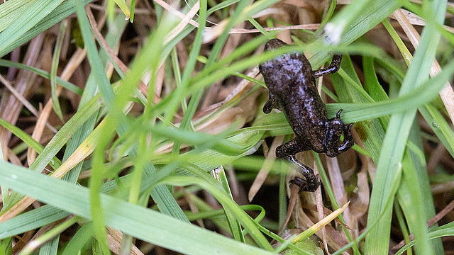 20160701 1962VRMw [D~RI] Erdkrötenbaby (Bufo bufo), Rinteln