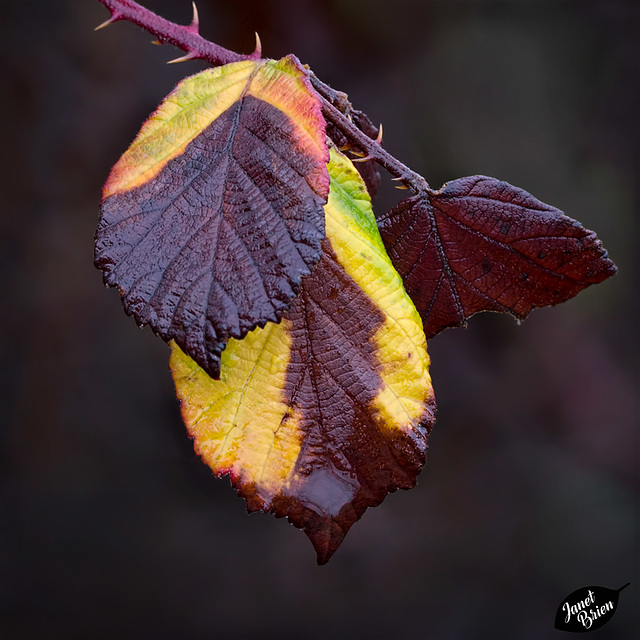 Pictures for Pam, Day 133: Droplet-Covered Blackberry Leaves