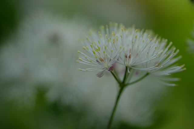 DSCF6979
