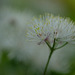 DSCF6979