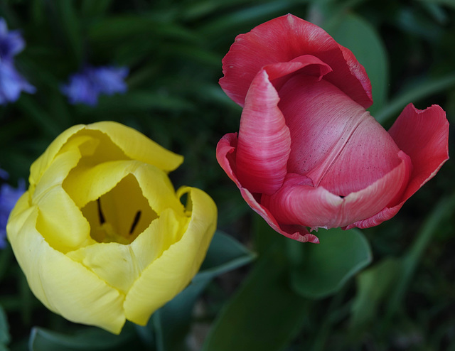 duo le bourdon est à l'intérieur de la tulipe rouge