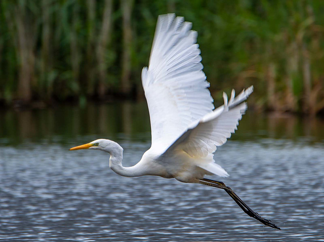 Great white egret